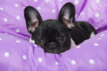 Welpe im Bett © DoraZett