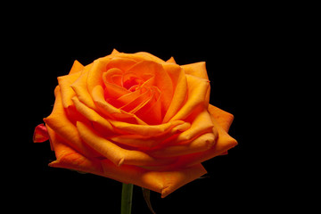 Close up image of single orange rose