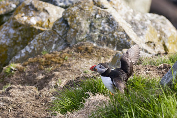 Atlantic Puffin