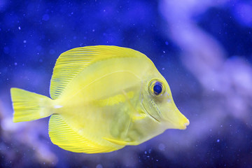 Zebrasoma flavescens © Alessandro Lai