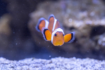 Amphiprion ocellaris © Alessandro Lai