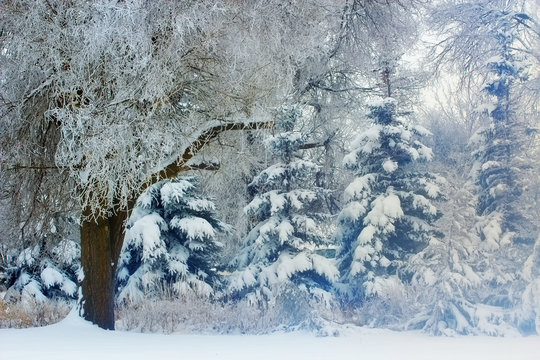 beautiful winter scene - Pine trees covered with snow