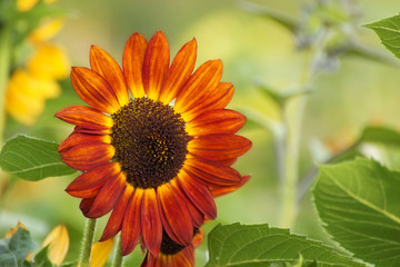 orange flower