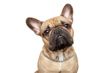Obraz premium French bulldog close-up portrait