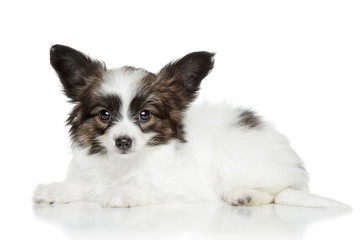 Papillon puppy. Portrait on a white background