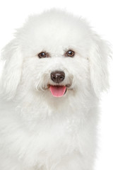 Bichon freeze dog portrait