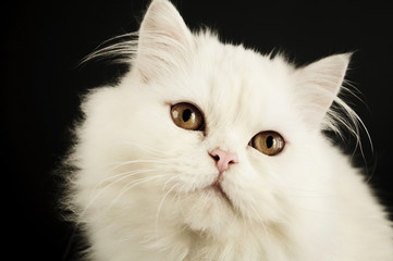 Perfect Persian kitten