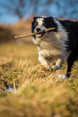 border collie to fetch