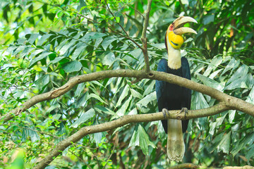 Obraz premium Great hornbill