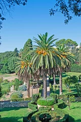 Photo sur Plexiglas Olivier palm tree in the park