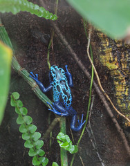 Poison dart frog (Dendrobates azureus)