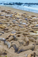 California Elephant Seals in Piedras Blancas point Big Sur