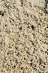 Surface of old rusty foam box