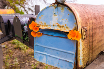 California poppy grunge mailboxes along Pacific Highway Route 1