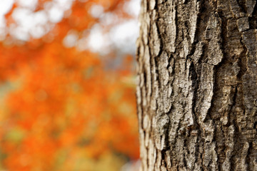 red leaves in autumn