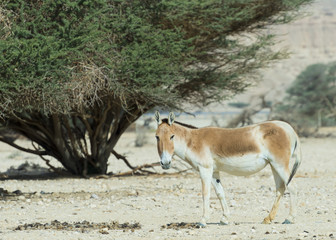 Onager (Equus hemionus) in National Reserve park near Eilat