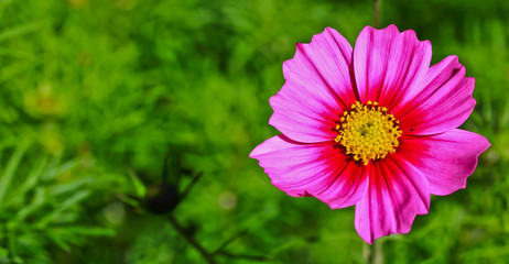 Obraz premium Pink flower