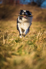 border collie to fetch