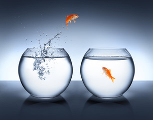 goldfish jumping out of the water - love concept