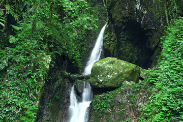 Obraz premium Deep forest waterfall