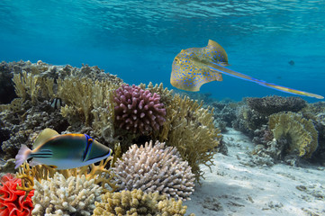 A blue spotted stingray (taeniura lymma, Elasmobranch)
