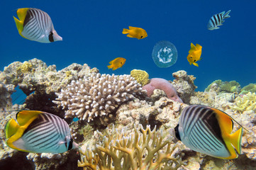 Naklejka na ściany i meble Underwater life of Red sea in Egypt. Saltwater fishes and coral