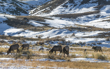 Yellowstone Winter Landscape