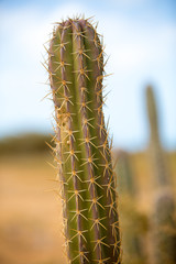 Closeup view of a cactus in La Guajira