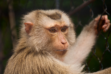 Monkey in the zoo