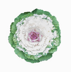 ornamental cabbage flower isolated on white