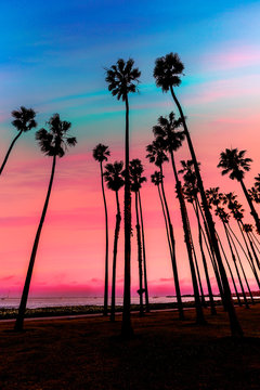 California Sunset Palm Tree Rows In Santa Barbara