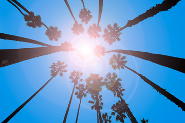 California Palm trees view from below in Santa Barbara