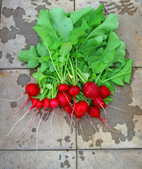 Fresh red radish with leaves after harvest