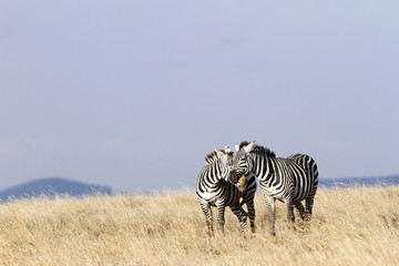 A pair of zebras in courtship