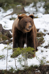 Fototapeta premium Bear in winter