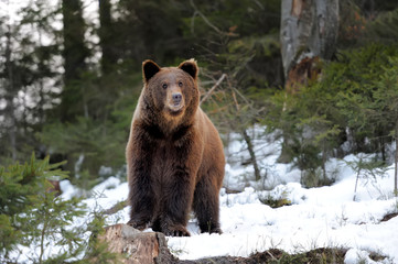 Obraz premium Bear in winter