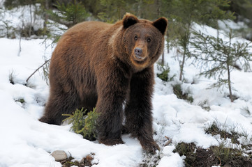 Fototapeta premium Bear in winter
