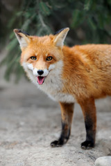 Fototapeta premium Red fox