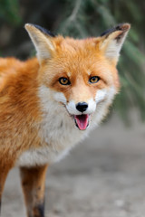 Fototapeta premium Red fox