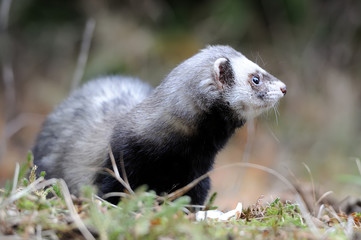 Polecat