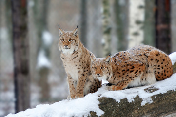 Obraz premium Lynx