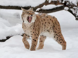 Foto op Canvas Lynx © byrdyak
