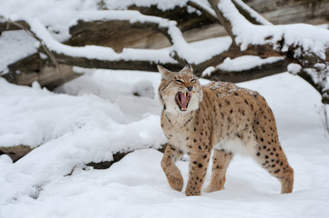 Lynx