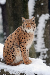 Lynx