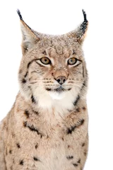 Deurstickers Lynx © byrdyak