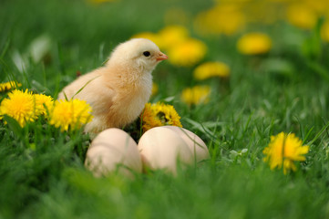 Little chicken