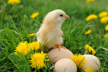Little chicken