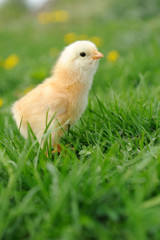 Little chicken