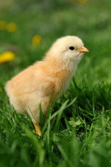 Little chicken