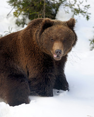 Bear in winter